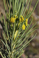 Euryops tenuissimus