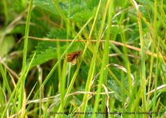 Ancyloxypha melanoneura