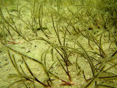 Zostera capensis
