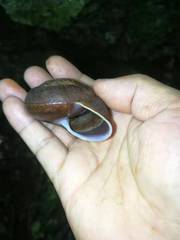 Camaena menglunensis