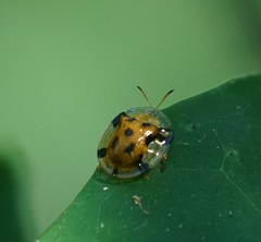 Aspidimorpha punctum