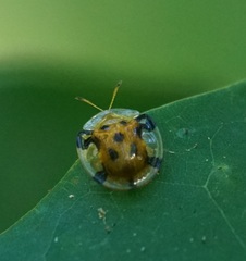 Aspidimorpha punctum