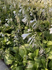 Hosta sieboldiana
