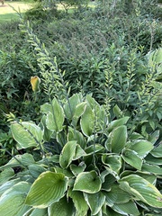 Hosta sieboldiana
