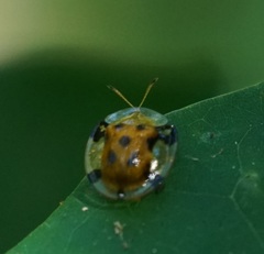 Aspidimorpha punctum