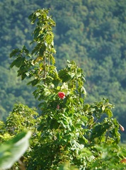 Thespesia grandiflora