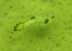 Arothron immaculatus
