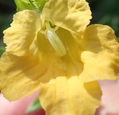 Alectra sessiliflora sessiliflora