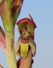 Disa brevicornis