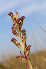 Disa brevicornis