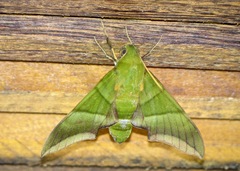 Oryba achemenides