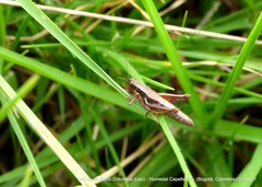 Baeacris bogotensis