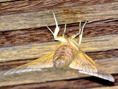 Oryba achemenides