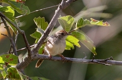 Cisticola aberrans