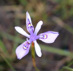 Moraea elliotii