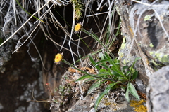 Aster alpinus tolmatschevii