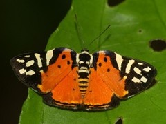 Symmachia rubina