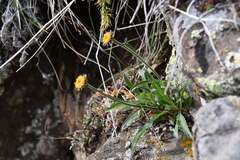 Aster alpinus tolmatschevii