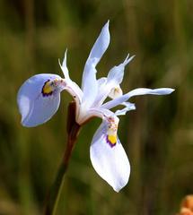 Moraea stricta