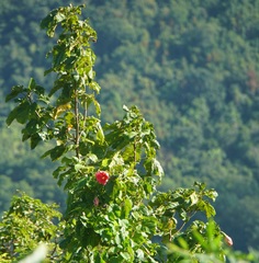 Thespesia grandiflora