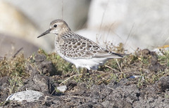 Calidris bairdii
