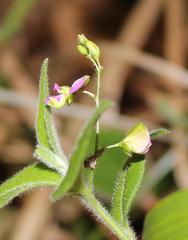 Polygala amatymbica
