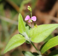 Polygala amatymbica
