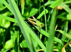 Pseudochorthippus parallelus parallelus