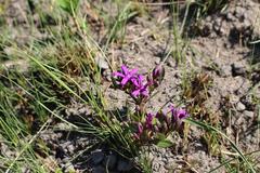 Raphionacme hirsuta