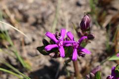 Raphionacme hirsuta