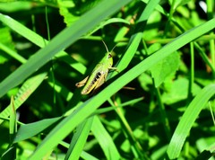 Pseudochorthippus parallelus parallelus
