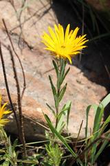 Berkheya insignis