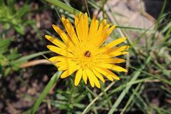 Berkheya insignis