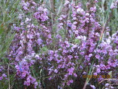 Indigofera pappei