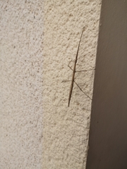Verophasmatodea