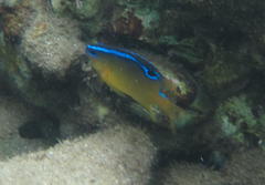 Chrysiptera unimaculata