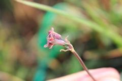 Tulbaghia acutiloba