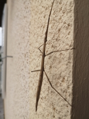 Verophasmatodea
