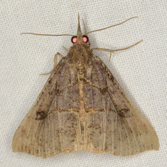 Hypena edictalis