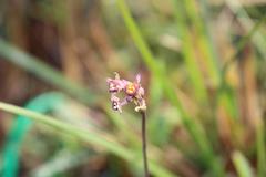 Tulbaghia acutiloba
