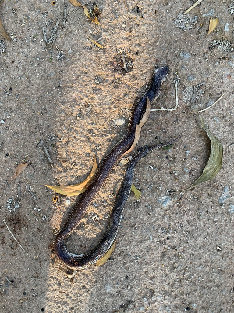 Asian Sunbeam Snake From Lorong Halus Park Connector Singapore Singapore Sg On September