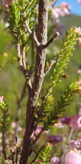 Erica glomiflora glomiflora