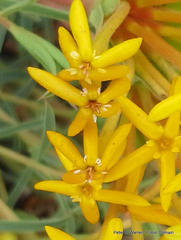 Lasiosiphon capitatus