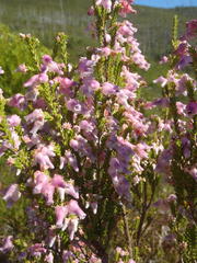 Erica glomiflora glomiflora