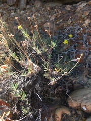 Eriogonum brevicaule