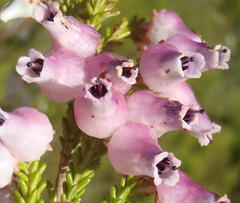 Erica glomiflora glomiflora