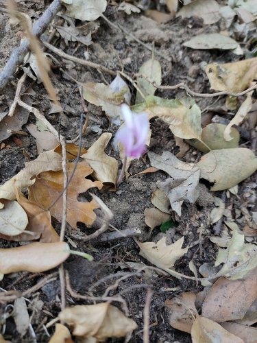 Ivy-leaved cyclamen