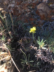 Eriogonum brevicaule