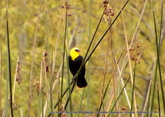 Chrysomus icterocephalus bogotensis
