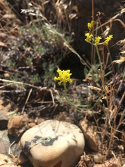 Eriogonum brevicaule